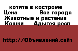 котята в костроме › Цена ­ 2 000 - Все города Животные и растения » Кошки   . Адыгея респ.